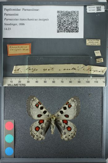 Media type: image;   Entomology 174891